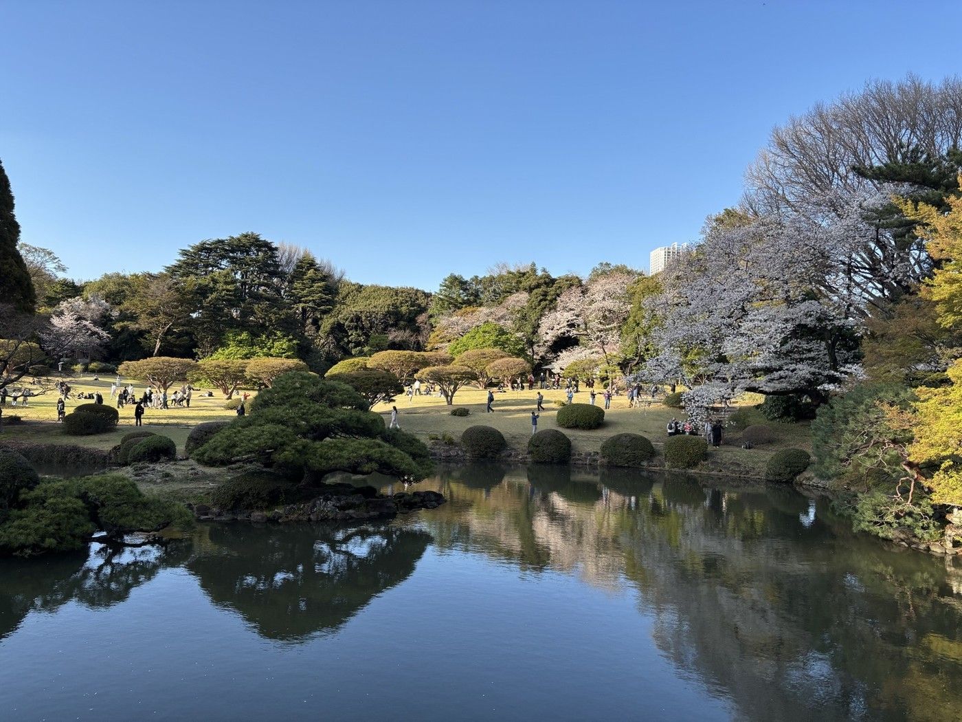 Shinjuku Gyoen – Nature Retreat in Tokyo